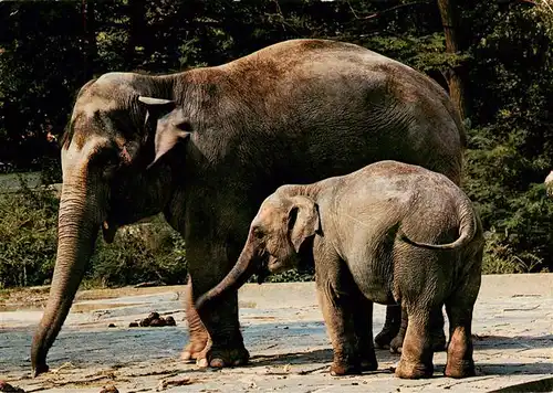 AK / Ansichtskarte  Elefant Zoo Zuerich Indischer 