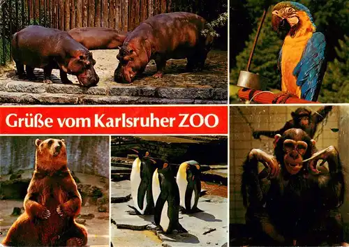 AK / Ansichtskarte  Zoo_Gardin_Zoologique-- Karlsruhe Baer Affe Ara Pinguin 