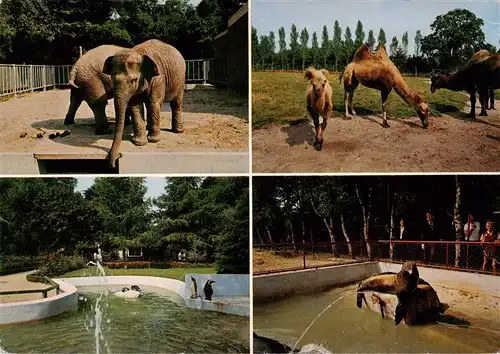 AK / Ansichtskarte 73940475 Zoo_Gardin_Zoologique-- Jaderberger Tiergarten Privat Elefant See Elefant Pinguine 