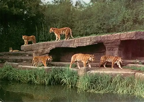 AK / Ansichtskarte  Tiger__Tigre-- Freianlage CarlHagenbecks Tierpark Hamburg-Stellingen