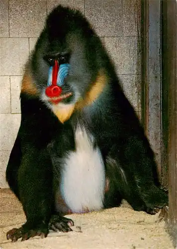 AK / Ansichtskarte  Zoo_Gardin_Zoologique-- Basel Mandrill