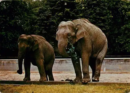 AK / Ansichtskarte 73940486 Elefant Heidelberg Rani Lakshmi Mysore Indien