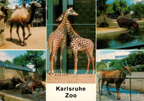 AK / Ansichtskarte  Zoo_Gardin_Zoologique-- Karlsruhe Flussfferd Elefantilope Kamel Elefanten Giraffe