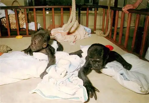 AK / Ansichtskarte  Affen Stuttgart Bad Cannstatt Baby Gorillas 