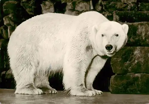 AK / Ansichtskarte  Eisbaer_Icebear_Ours_Polaire Muenster Westf. 