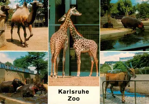 AK / Ansichtskarte  Zoo_Gardin_Zoologique-- Karlsruhe Kamel Elefant Giraffe Flusspferd