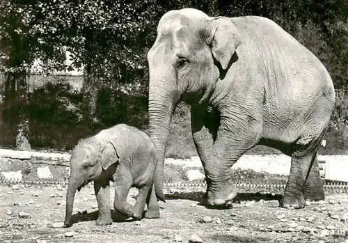 AK / Ansichtskarte 73940829 Elefant Indischer Zoo Zuerich 