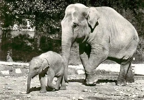 AK / Ansichtskarte  Elefant Indischer Zoo Zuerich 