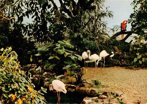 AK / Ansichtskarte  Zoo_Gardin_Zoologique-- Frankfurt a.M. Vogelhallen Ara Flamingos