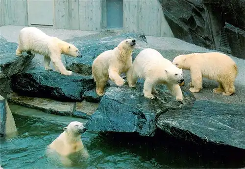 AK / Ansichtskarte  Eisbaer_Icebear_Ours_Polaire Zoo Stuttgart Bad Cannstatt Wilhelma