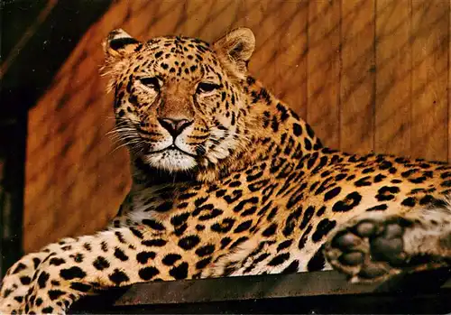 AK / Ansichtskarte  Zoo_Gardin_Zoologique-- Wilhelma Stuttgart Leopard