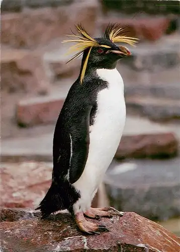 AK / Ansichtskarte  Pinguin Seestadt Bremerhaven Kralli 