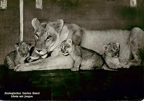 AK / Ansichtskarte  Loewe_Lion-- Jungen Zoologischer Garten Basel