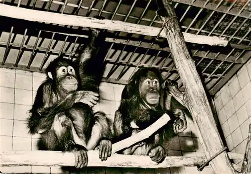 AK / Ansichtskarte  Zoo_Gardin_Zoologique-- Dresden Orang-Utan Buschi Suma