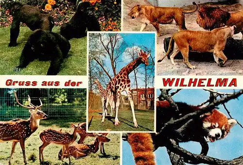 AK / Ansichtskarte  Zoo_Gardin_Zoologique-- Wilhelma Bad Connstatt Gorilla Loewe Axishirseh Giraffe 