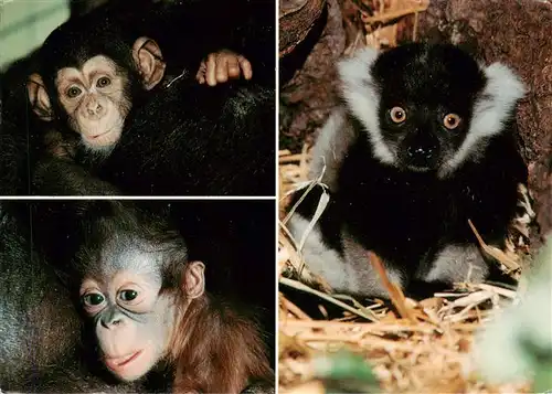 AK / Ansichtskarte  Zoo_Gardin_Zoologique-- Muenster Affenkinder Schimpansen Orang-Utan Vari 