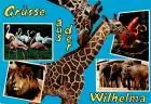 AK / Ansichtskarte 73940875 Zoo_Gardin_Zoologique-- Wilhelma Loewe Elefant Giraffe Flamingo