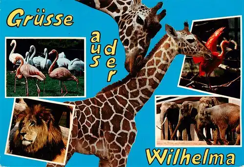 AK / Ansichtskarte 73940875 Zoo_Gardin_Zoologique-- Wilhelma Loewe Elefant Giraffe Flamingo