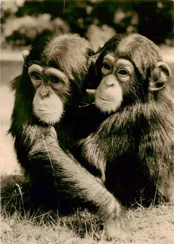 AK / Ansichtskarte  Zoo_Gardin_Zoologique-- Rostock Junge Schimpansen 