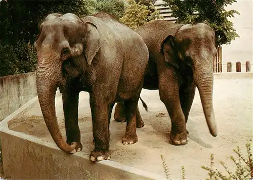 AK / Ansichtskarte  Elefant Stuttgart Bad Cannstatt Wilhelma 