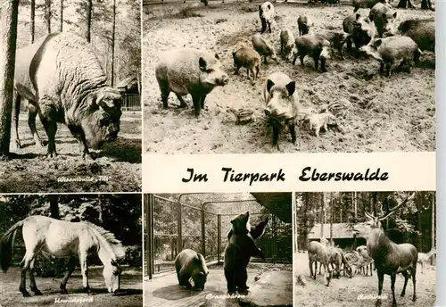 AK / Ansichtskarte  Zoo_Gardin_Zoologique-- Eberwalde Wiesenbulle pferd Baer Wildschwein