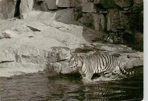 AK / Ansichtskarte 73940884 Tiger__Tigre-- Sibirischer Tierpark Berlin 