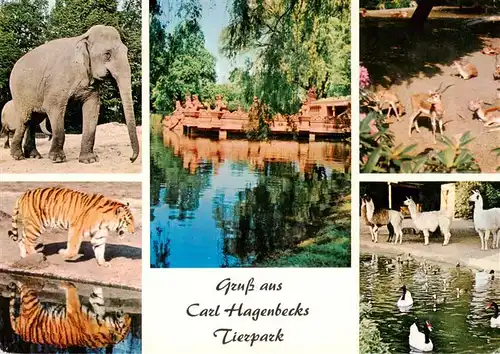 AK / Ansichtskarte 73941008 Zoo_Gardin_Zoologique-- Carl Hagenbecks Hamburg-Stellingen Tieger Elefant Lama 