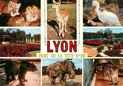 AK / Ansichtskarte  Zoo_Gardin_Zoologique-- Lyon Baer Elefant Loewe Reh 