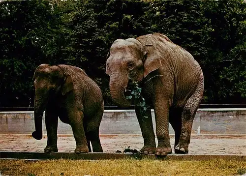 AK / Ansichtskarte 73942055 Elefant  Rani Lakshmi Tiergarten Heidelberg