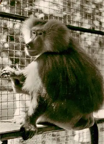 AK / Ansichtskarte  Affen Gartenstadt Landau Pfalz Staedt. Tierpark Pascha 