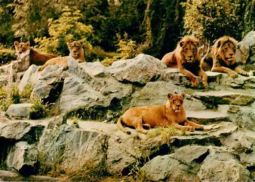 AK / Ansichtskarte  Loewe_Lion-- Zoologischer Garten Frankfurt am Main 