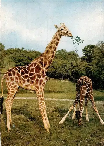 AK / Ansichtskarte  Giraffe Kronberg Taunus Georg von Opel-Freigehege Tierforschung