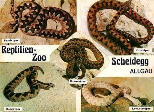 AK / Ansichtskarte  Schlangen_Snake_Serpent_Serpiente-- Reptilien Zoo Scheidegg Allgaeu Bergviper Levanteviper Juraviper Sandviper Kreuzotter