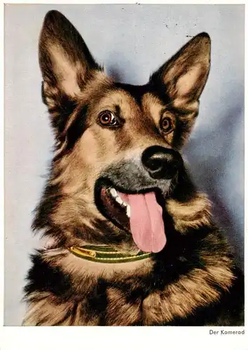 AK / Ansichtskarte  Schaeferhund_Deutscher_German_Shepard_allemand-- Der Kamerad Nr. 2182 