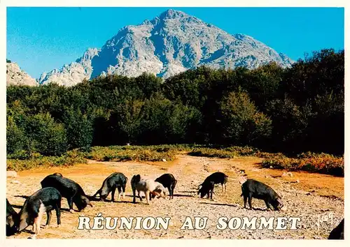 AK / Ansichtskarte  Col_de_Vizzavona_2B_Haute-Corse Le Monte dOro avec au premier plan une race de porcs corses