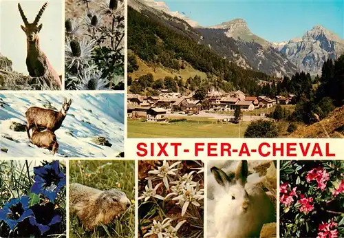 AK / Ansichtskarte  Sixt-Fer-a-Cheval Faune et Flore des Alpes Sixt Fer a Cheval