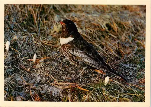 AK / Ansichtskarte  Voegel_Birds_Oiseaux Turdidae 24cm