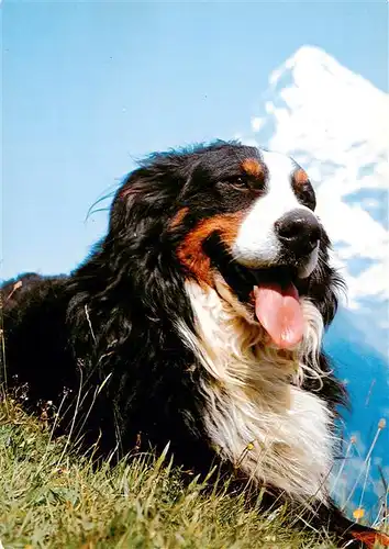 AK / Ansichtskarte  Hunde_dogs_chiens Swiss mountain dog