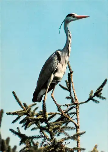 AK / Ansichtskarte  Voegel_Birds_Oiseaux Reiher Heron cendre