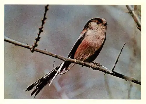 AK / Ansichtskarte  Voegel_Birds_Oiseaux Paridae 13cm