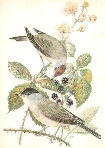 AK / Ansichtskarte  Voegel_Birds_Oiseaux Schwarzkopf Brombeere