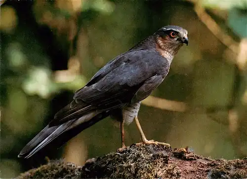 AK / Ansichtskarte 73948205 Voegel_Birds_Oiseaux Sperber Sprer Foto A.Mauxion