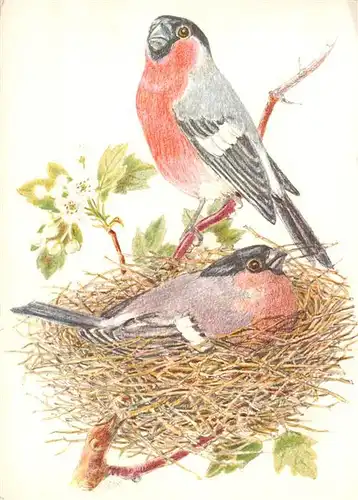 AK / Ansichtskarte  Voegel_Birds_Oiseaux Netz Bouvreuil Dompfaff