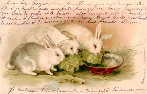 AK / Ansichtskarte  Ostern_Easter_Paques_Pasqua Hasen Salat