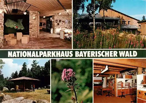 AK / Ansichtskarte  Bayerischer_Wald Nationalparkhaus Eingangshalle Ansicht Geolog Freigelaende Alpenmilchlattich im Botanischen Freigelaende Erlebnisraum