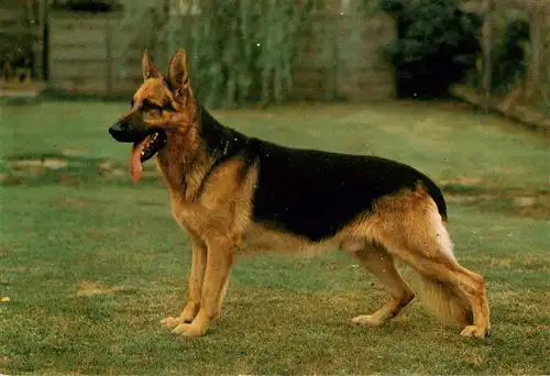 AK / Ansichtskarte  Shepard_Schaeferhund_Deutscher_German_allemand-- Schaeferhund 