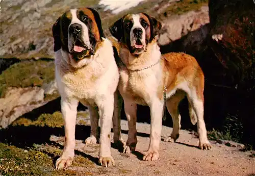 AK / Ansichtskarte 73953395 Hunde_dogs_chiens Chiens de l Hospice du Grand Saint-Bernard 