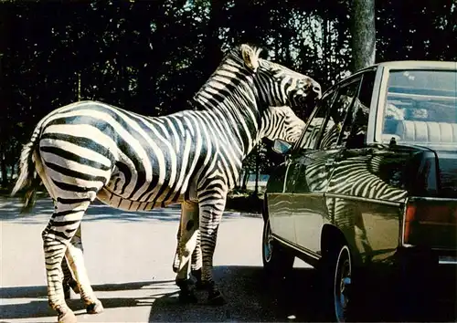 AK / Ansichtskarte  Zebra Thoiry en Yvelines Auto Chateau