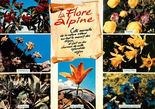 AK / Ansichtskarte  Pflanzen Flore Alpine Rhododendron Edelweiss Chardon Lis orange Trolles 