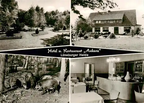 AK / Ansichtskarte  Steinbeck_Luhe Hotel Restaurant Ankara Lueneburger Heide Wildschweine